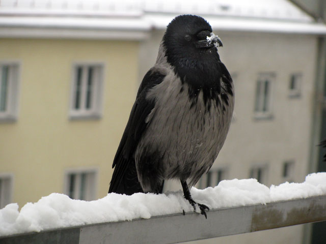 P1060096j