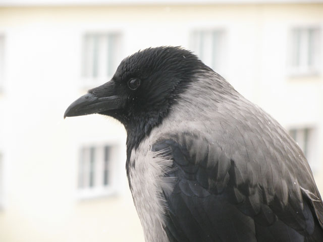 P1060096zf