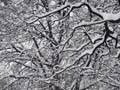 P2172762b