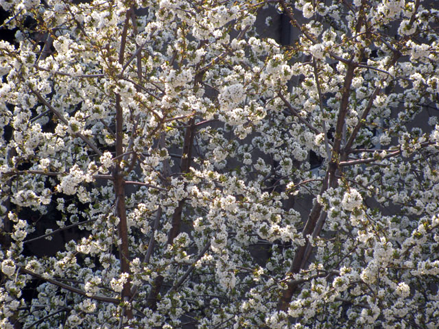 P3094105y