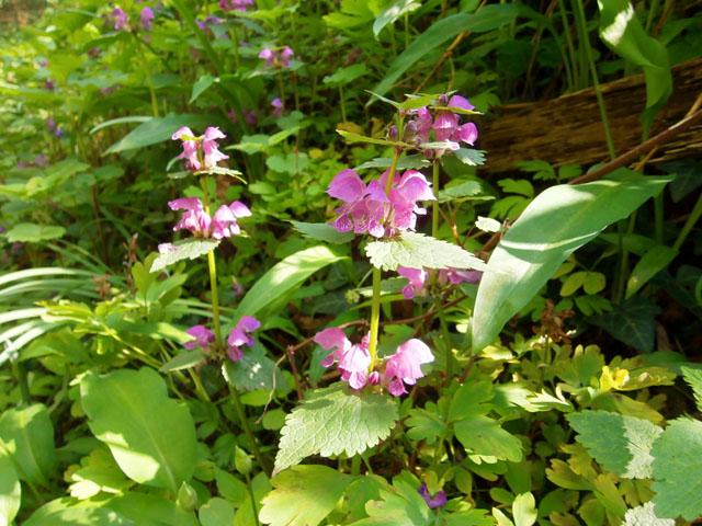 P4130041