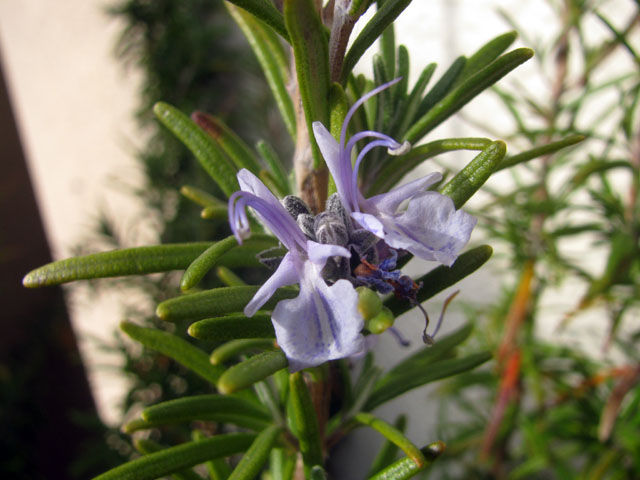 P4170049b