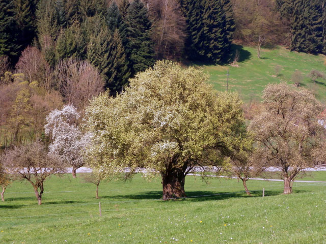 P4090021