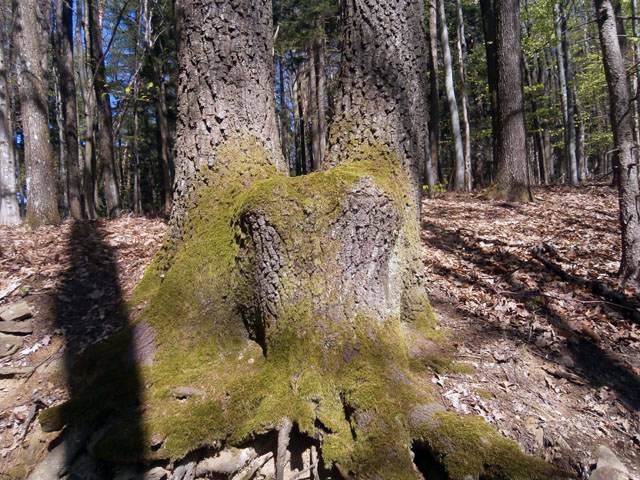 P4090048