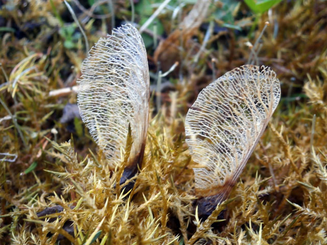 P4090079