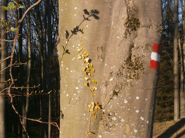 P4090091