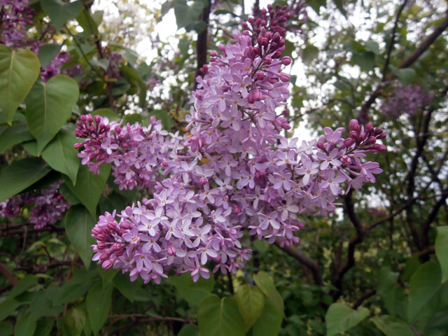 P4140077