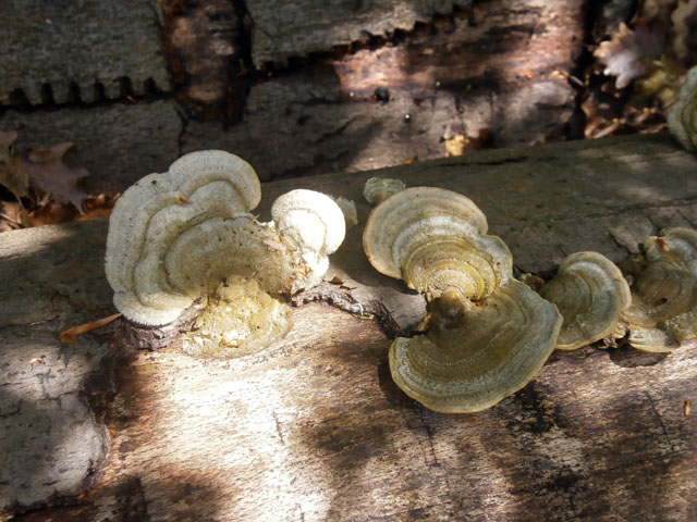P4230017