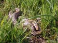 P4140018_Schlingnatter_Coronella austriaca_k