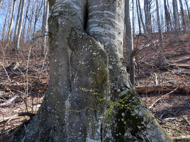 P1004279