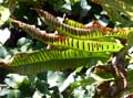 P1004516