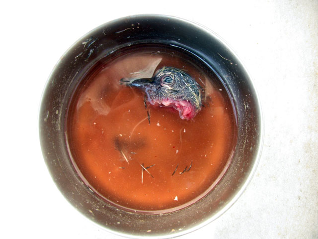 P5050034d