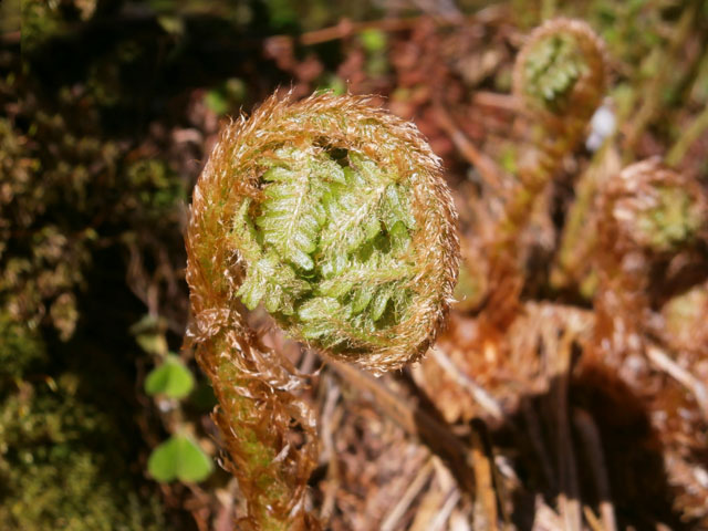 P5220049