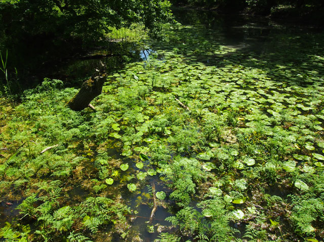 P5295740