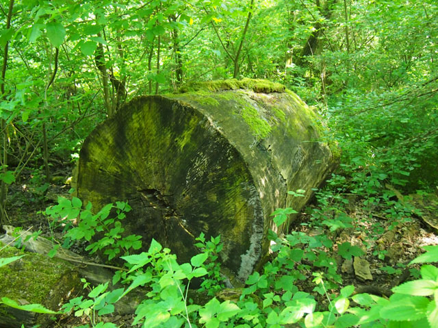 P5295743