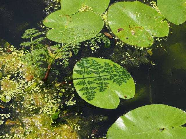 P5295754