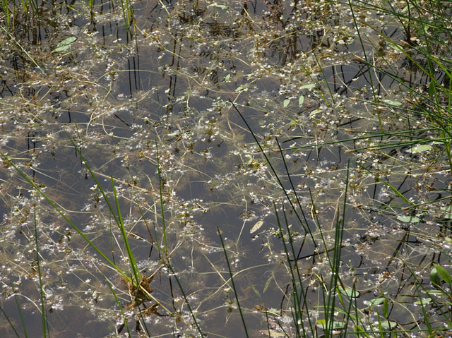P5295763