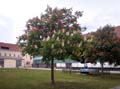 P5070036