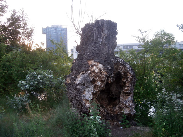 P6010136