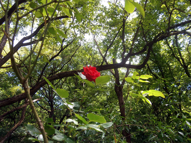 P6050033
