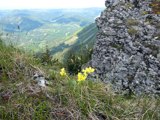 P1011200_Aurikel