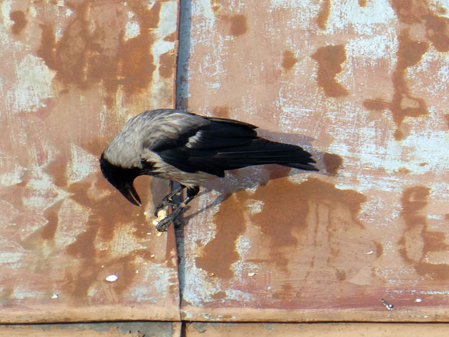 P1011530
