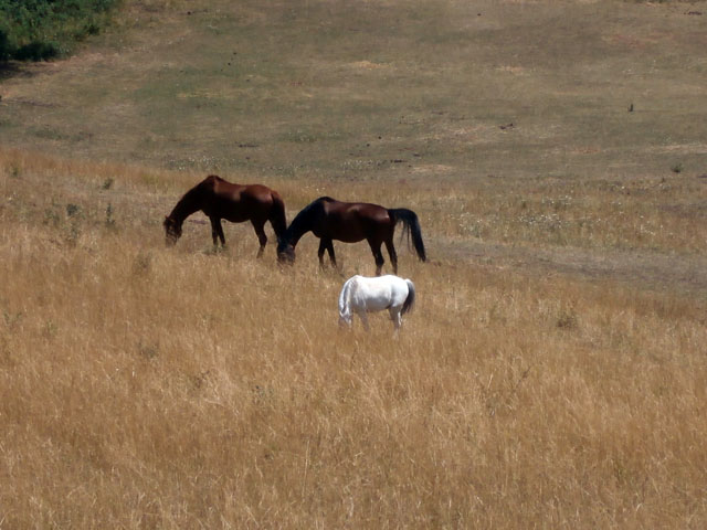 P7260052