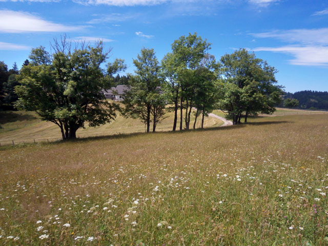 P7050068