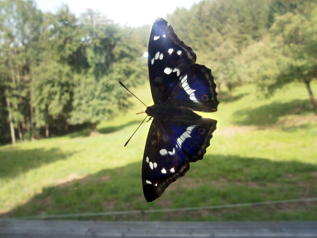 P7080216