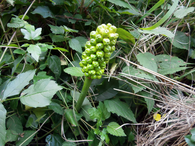 P7170050