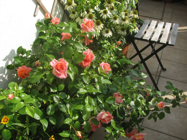 P8020059b