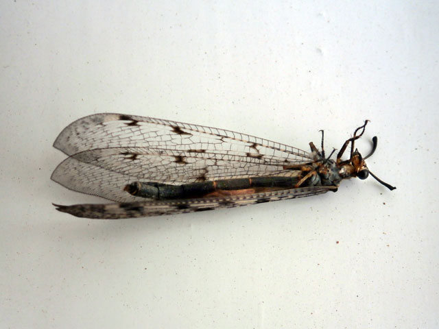 P8110038