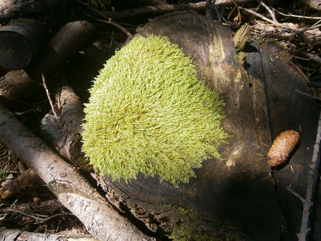 P8120094