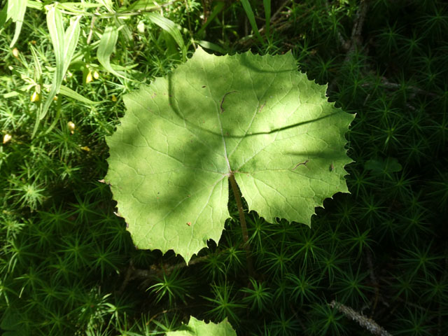 P1007353