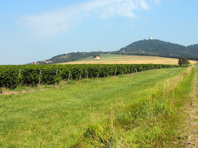 P9090585_VrsacBerg