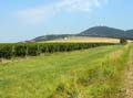 P9090585_VrsacBerg