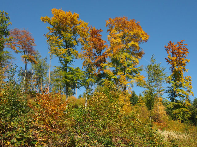 PA157716