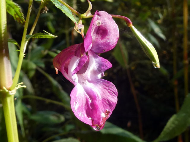 P1008500