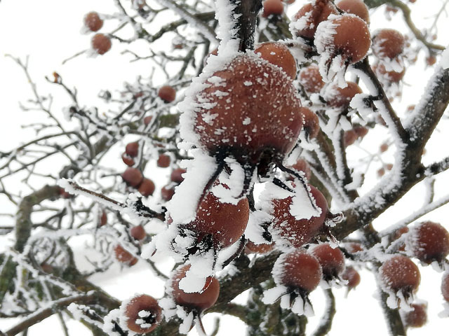 IMG_20181202_124256_resized_20181203_052132889