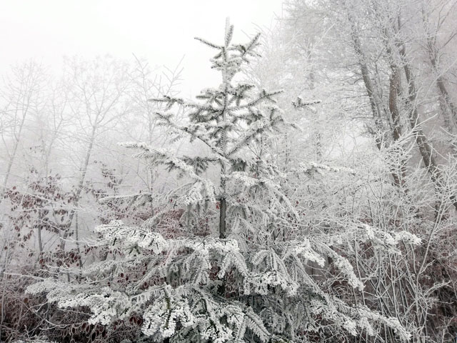 IMG_20181202_125643_resized_20181203_052134299