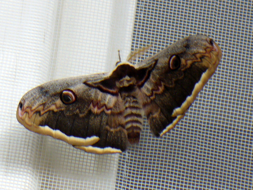 P5223564a