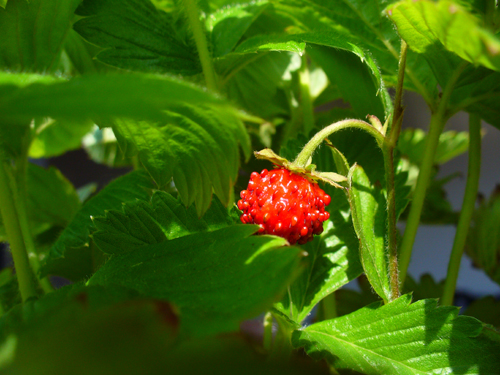 P5253564