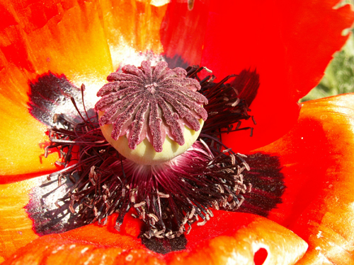 P5253564a