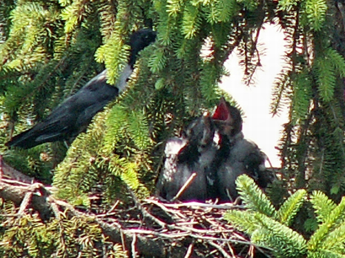 P5263564
