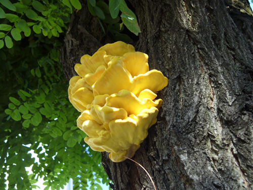 P8254208b