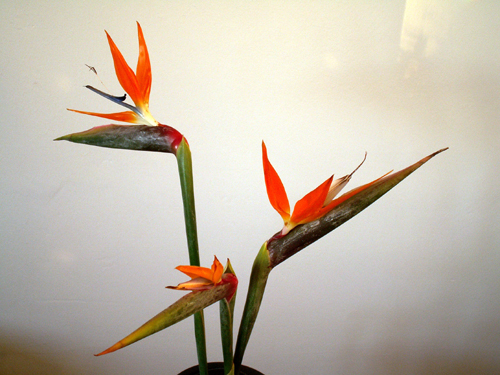 PA184560
